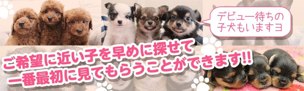 ご希望に近い子を早めに探せて一番最初に見てもらうことができます!!