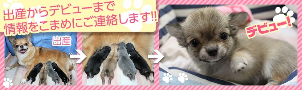 出産からデビューまで情報をこまめにご連絡します！